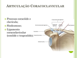 ARTICULAÇÃO CORACOCLAVICULAR
 Processo coracóide e
clavícula;
 Sindesmose;
 Ligamento
coracoclavicular
(conóide e trapezóide);
 