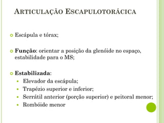 ARTICULAÇÃO ESCAPULOTORÁCICA
 Escápula e tórax;
 Função: orientar a posição da glenóide no espaço,
estabilidade para o MS;
 Estabilizada:
 Elevador da escápula;
 Trapézio superior e inferior;
 Serrátil anterior (porção superior) e peitoral menor;
 Rombóide menor
 
