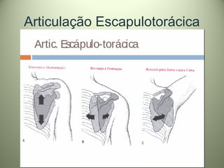 Articulação Escapulotorácica
 