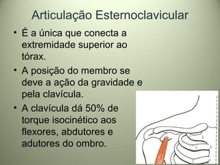 Articulação Esternoclavicular
• É a única que conecta a
extremidade superior ao
tórax.
• A posição do membro se
deve a ação da gravidade e
pela clavícula.
• A clavícula dá 50% de
torque isocinético aos
flexores, abdutores e
adutores do ombro.
 