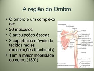 A região do Ombro
• O ombro é um complexo
de:
• 20 músculos
• 3 articulações ósseas
• 3 superfícies móveis de
tecidos moles
(articulações funcionais)
• Tem a maior mobilidade
do corpo (180°)
 