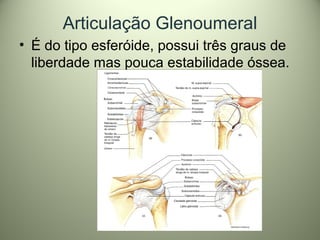 Articulação Glenoumeral
• É do tipo esferóide, possui três graus de
liberdade mas pouca estabilidade óssea.
 
