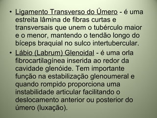• Ligamento Transverso do Úmero - é uma
estreita lâmina de fibras curtas e
transversais que unem o tubérculo maior
e o menor, mantendo o tendão longo do
bíceps braquial no sulco intertubercular.
• Lábio (Labrum) Glenoidal - é uma orla
fibrocartilagínea inserida ao redor da
cavidade glenóide. Tem importante
função na estabilização glenoumeral e
quando rompido proporciona uma
instabilidade articular facilitando o
deslocamento anterior ou posterior do
úmero (luxação).
 