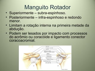 Manguito Rotador
• Superiormente – subra-espinhoso.
• Posteriormente – infra-espinhoso e redondo
menor.
• Limitam a rotação interna na primeira metade da
abdução.
• Podem ser lesados por impacto com processos
do acrômio ou coracóide e ligamento conector
coracoacromial.
 
