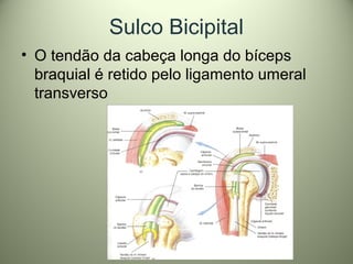 Sulco Bicipital
• O tendão da cabeça longa do bíceps
braquial é retido pelo ligamento umeral
transverso
 