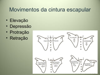 Movimentos da cintura escapular
• Elevação
• Depressão
• Protração
• Retração
 