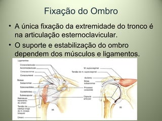 Fixação do Ombro
• A única fixação da extremidade do tronco é
na articulação esternoclavicular.
• O suporte e estabilização do ombro
dependem dos músculos e ligamentos.
 