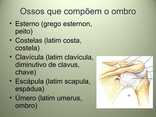 Ossos que compõem o ombro
• Esterno (grego esternon,
peito)
• Costelas (latim costa,
costela)
• Clavícula (latim clavícula,
diminutivo de clavus,
chave)
• Escápula (latim scapula,
espádua)
• Úmero (latim umerus,
ombro)
 