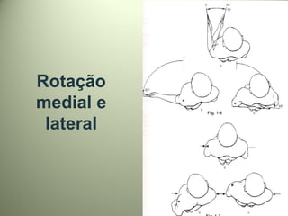 Rotação
medial e
lateral
 