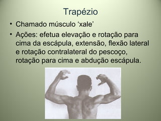 Trapézio
• Chamado músculo ‘xale’
• Ações: efetua elevação e rotação para
cima da escápula, extensão, flexão lateral
e rotação contralateral do pescoço,
rotação para cima e abdução escápula.
 