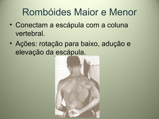 Rombóides Maior e Menor
• Conectam a escápula com a coluna
vertebral.
• Ações: rotação para baixo, adução e
elevação da escápula.
 