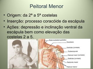 Peitoral Menor
• Origem: da 2ª a 5ª costelas
• Inserção: processo coracóide da escápula
• Ações: depressão e inclinação ventral da
escápula bem como elevação das
costelas 2 a 5.
 