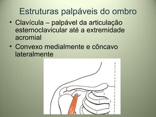 Estruturas palpáveis do ombro
• Clavícula – palpável da articulação
esternoclavicular até a extremidade
acromial
• Convexo medialmente e côncavo
lateralmente
 
