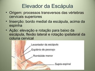 Elevador da Escápula
• Origem: processos transversos das vértebras
cervicais superiores
• Inserção: bordo medial da escápula, acima da
espinha
• Ação: elevação e rotação para baixo da
escápula, flexão lateral e rotação ipsilateral da
coluna cervical
 