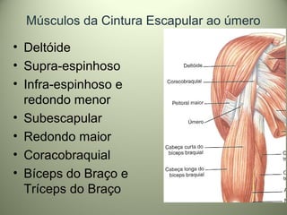 Músculos da Cintura Escapular ao úmero
• Deltóide
• Supra-espinhoso
• Infra-espinhoso e
redondo menor
• Subescapular
• Redondo maior
• Coracobraquial
• Bíceps do Braço e
Tríceps do Braço
 