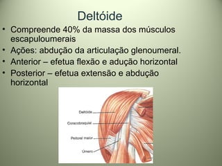 Deltóide
• Compreende 40% da massa dos músculos
escapuloumerais
• Ações: abdução da articulação glenoumeral.
• Anterior – efetua flexão e adução horizontal
• Posterior – efetua extensão e abdução
horizontal
 