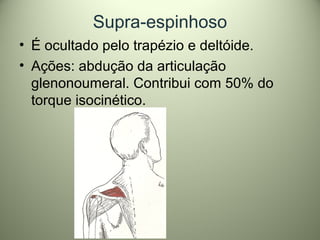Supra-espinhoso
• É ocultado pelo trapézio e deltóide.
• Ações: abdução da articulação
glenonoumeral. Contribui com 50% do
torque isocinético.
 