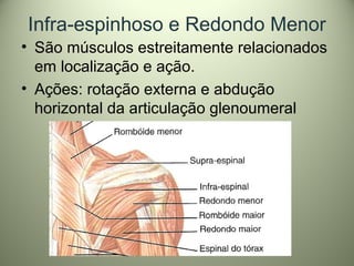 Infra-espinhoso e Redondo Menor
• São músculos estreitamente relacionados
em localização e ação.
• Ações: rotação externa e abdução
horizontal da articulação glenoumeral
 