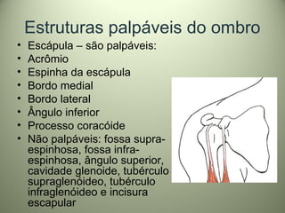 Estruturas palpáveis do ombro
• Escápula – são palpáveis:
• Acrômio
• Espinha da escápula
• Bordo medial
• Bordo lateral
• Ângulo inferior
• Processo coracóide
• Não palpáveis: fossa supra-
espinhosa, fossa infra-
espinhosa, ângulo superior,
cavidade glenoide, tubérculo
supraglenóideo, tubérculo
infraglenóideo e incisura
escapular
 