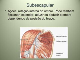 Subescapular
• Ações: rotação interna do ombro. Pode também
flexionar, estender, aduzir ou abduzir o ombro
dependendo da posição do braço.
 