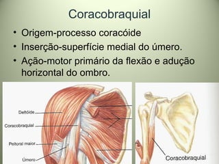 Coracobraquial
• Origem-processo coracóide
• Inserção-superfície medial do úmero.
• Ação-motor primário da flexão e adução
horizontal do ombro.
 