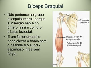 Bíceps Braquial
• Não pertence ao grupo
escapuloumeral, porque
a inserção não é no
úmero, assim como o
tríceps braquial.
• É um flexor umeral e
pode elevar o braço sem
o deltóide e o supra-
espinhoso, mas sem
força.
 