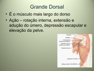 Grande Dorsal
• É o músculo mais largo do dorso
• Ação – rotação interna, extensão e
adução do úmero, depressão escapular e
elevação da pelve.
 