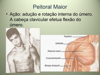Peitoral Maior
• Ação: adução e rotação interna do úmero.
A cabeça clavicular efetua flexão do
úmero.
 