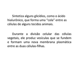 Sintetiza alguns glicídios, como o ácido
hialurônico, que forma uma “cola” entre as
células de alguns tecidos animais.
Durante a divisão celular das células
vegetais, ele produz vesículas que se fundem
e formam uma nova membrana plasmática
entre as duas células-filhas.

 