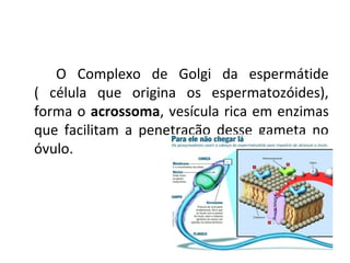 O Complexo de Golgi da espermátide
( célula que origina os espermatozóides),
forma o acrossoma, vesícula rica em enzimas
que facilitam a penetração desse gameta no
óvulo.

 
