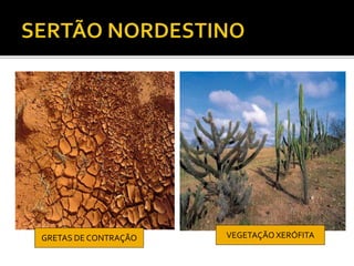 GRETAS DE CONTRAÇÃO VEGETAÇÃOXERÓFITA
 