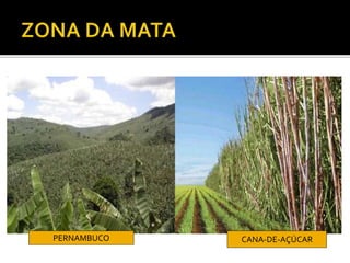 PERNAMBUCO CANA-DE-AÇÚCAR
 