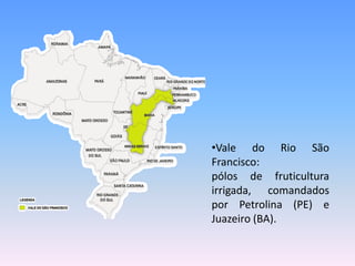 •Vale do Rio São
Francisco:
pólos de fruticultura
irrigada, comandados
por Petrolina (PE) e
Juazeiro (BA).
 