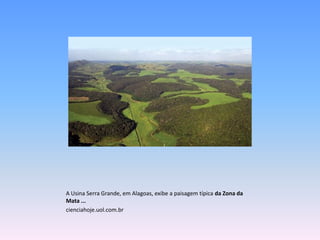 A Usina Serra Grande, em Alagoas, exibe a paisagem típica da Zona da
Mata ...
cienciahoje.uol.com.br
 