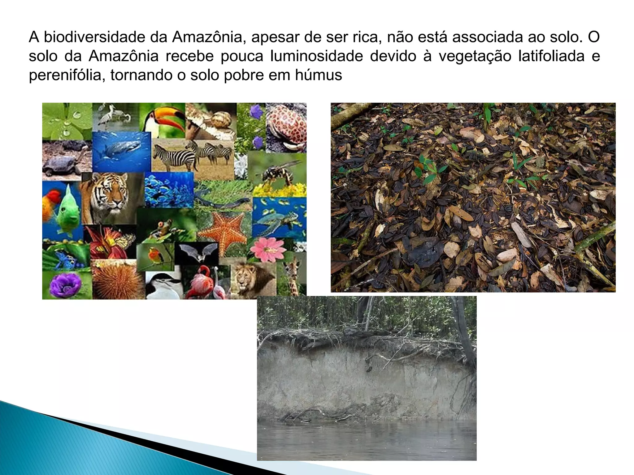A biodiversidade da Amazônia, apesar de ser rica, não está associada ao solo. O
solo da Amazônia recebe pouca luminosidade devido à vegetação latifoliada e
perenifólia, tornando o solo pobre em húmus
 