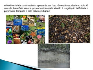 A biodiversidade da Amazônia, apesar de ser rica, não está associada ao solo. O
solo da Amazônia recebe pouca luminosidade devido à vegetação latifoliada e
perenifólia, tornando o solo pobre em húmus
 