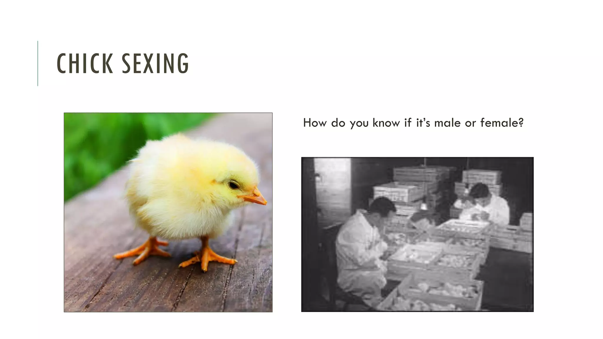 CHICK SEXING
How do you know if it’s male or female?
 