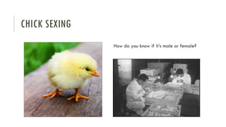 CHICK SEXING
How do you know if it’s male or female?
 