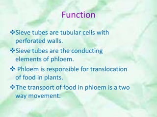 Function 
Sieve tubes are tubular cells with 
perforated walls. 
Sieve tubes are the conducting 
elements of phloem. 
 Phloem is responsible for translocation 
of food in plants. 
The transport of food in phloem is a two 
way movement. 
 