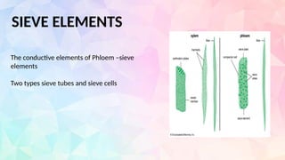 SIEVE ELEMENTS
The conductive elements of Phloem –sieve
elements
Two types sieve tubes and sieve cells
 