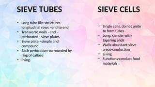 SIEVE TUBES SIEVE CELLS
• Long tube like structures-
longitudinal rows –end to end
• Transverse walls –end –
perforated –sieve plates
• Sieve plate –simple and
compound
• Each perforation-surrounded by
ring of callose
• living
• Single cells, do not unite
to form tubes
• Long, slender with
tapering ends
• Walls-abundant sieve
areas-conduction
• Living
• Functions-conduct food
materials
 