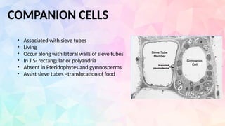COMPANION CELLS
• Associated with sieve tubes
• Living
• Occur along with lateral walls of sieve tubes
• In T.S- rectangular or polyandria
• Absent in Pteridophytes and gymnosperms
• Assist sieve tubes –translocation of food
 