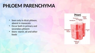 PHLOEM PARENCHYMA
• Seen only in dicot phloem,
absent in monocots
• Occur both in primary and
secondary phloem
• Store- starch, oil and other
foods
 