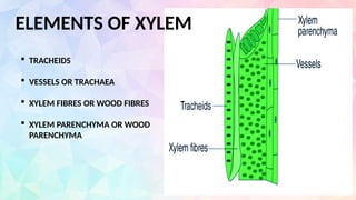 ELEMENTS OF XYLEM
 TRACHEIDS
 VESSELS OR TRACHAEA
 XYLEM FIBRES OR WOOD FIBRES
 XYLEM PARENCHYMA OR WOOD
PARENCHYMA
 