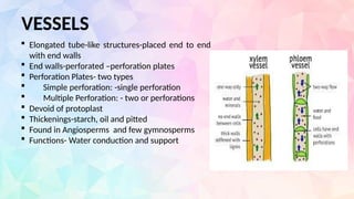 VESSELS
 Elongated tube-like structures-placed end to end
with end walls
 End walls-perforated –perforation plates
 Perforation Plates- two types
 Simple perforation: -single perforation
 Multiple Perforation: - two or perforations
 Devoid of protoplast
 Thickenings-starch, oil and pitted
 Found in Angiosperms and few gymnosperms
 Functions- Water conduction and support
 