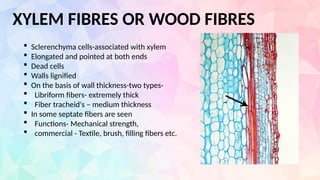 XYLEM FIBRES OR WOOD FIBRES
 Sclerenchyma cells-associated with xylem
 Elongated and pointed at both ends
 Dead cells
 Walls lignified
 On the basis of wall thickness-two types-
 Libriform fibers- extremely thick
 Fiber tracheid's – medium thickness
 In some septate fibers are seen
 Functions- Mechanical strength,
 commercial - Textile, brush, filling fibers etc.
 