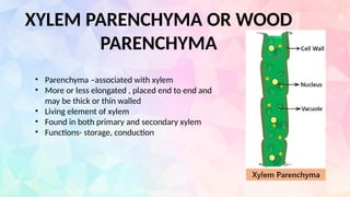 XYLEM PARENCHYMA OR WOOD
PARENCHYMA
• Parenchyma –associated with xylem
• More or less elongated , placed end to end and
may be thick or thin walled
• Living element of xylem
• Found in both primary and secondary xylem
• Functions- storage, conduction
 