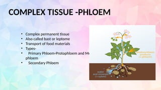 COMPLEX TISSUE -PHLOEM
• Complex permanent tissue
• Also called bast or leptome
• Transport of food materials
• Types-
• Primary Phloem-Protophloem and Meta
phloem
• Secondary Phloem
 