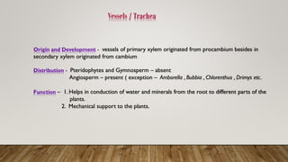 Vessels / Trachea
Origin and Development - vessels of primary xylem originated from procambium besides in
secondary xylem originated from cambium
Distribution - Pteridophytes and Gymnosperm – absent
Angiosperm – present ( exception – Amborella , Bubbia , Chlorenthus , Drimys etc.
Function – 1. Helps in conduction of water and minerals from the root to different parts of the
plants.
2. Mechanical support to the plants.
 