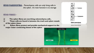 Wood parenchyma - Parenchyama cells are only living cells in
the xylem . It’s main function is to storage
Wood fibres –
❑ The xylem fibres are non-living sclerenvhyma cells .
❑ These cells are found in between the trach and xylem vessels
of the xylem tissue
❑ Xylem fibres protect and provide mechanical support to the
major water conducting tissues of the xylem.
 